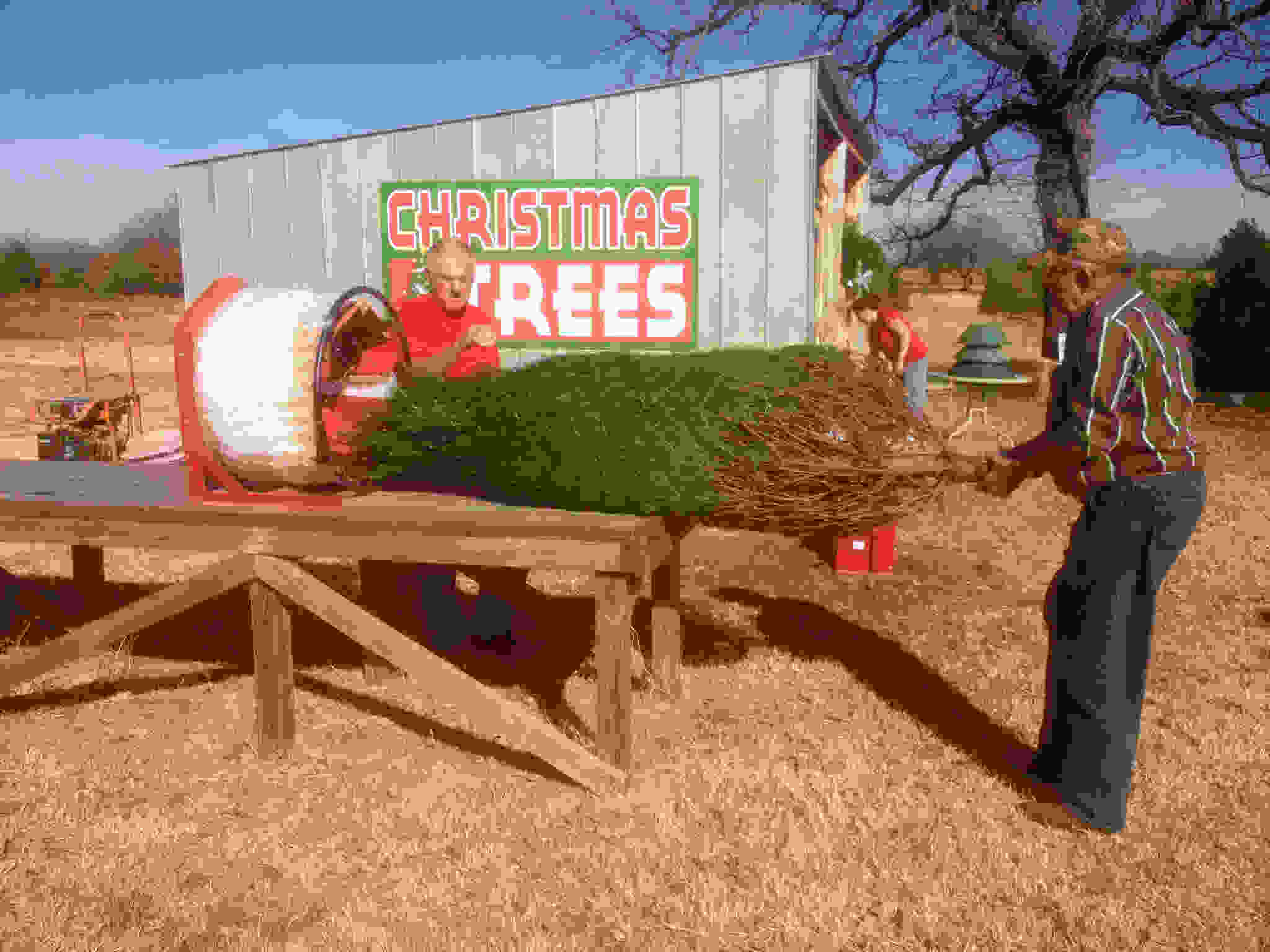 Brushy Creek Christmas Trees